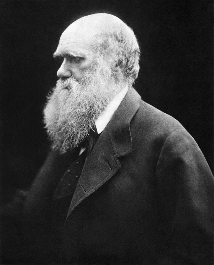 Portrait of Charles Darwin Photograph by The Luxury Art Collection