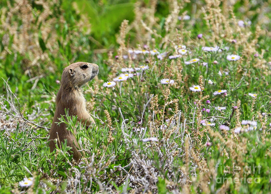 Prairie Dog in Flowers Photograph by Shirley Dutchkowski