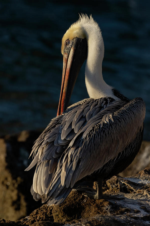 Preening Brown Pelican Photograph by RD Allen