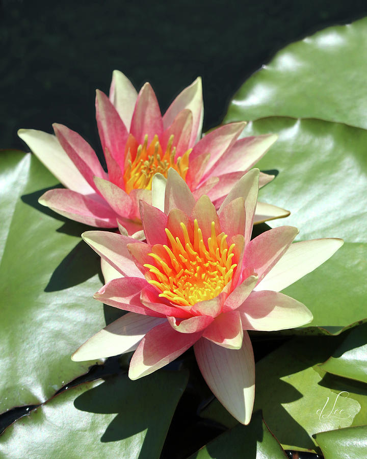 Pretty Light Pink Water Lilies Photograph by D Lee
