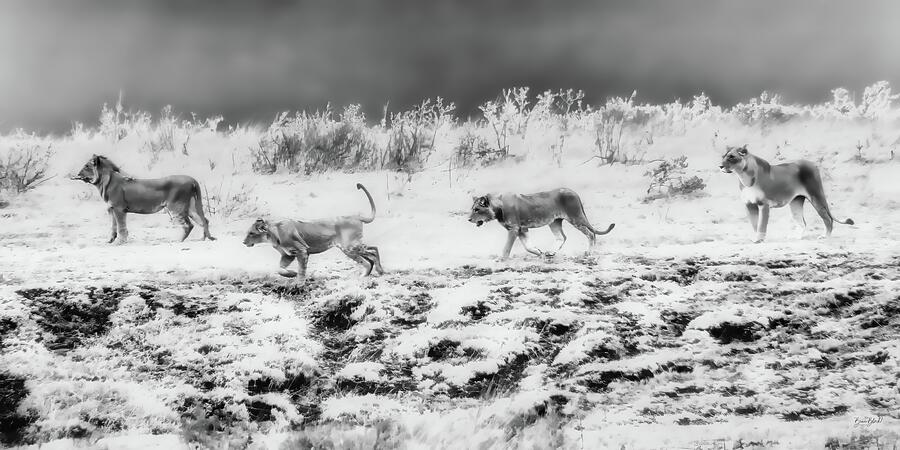 Pride of Lions in Grayscale Digital Art - Pride of Lions in Grayscale by Bruce Block