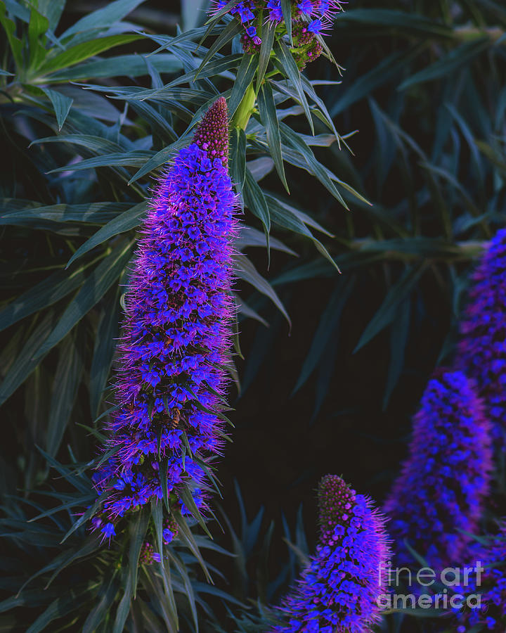 Pride of Madeira Photograph by Abigail Diane Photography