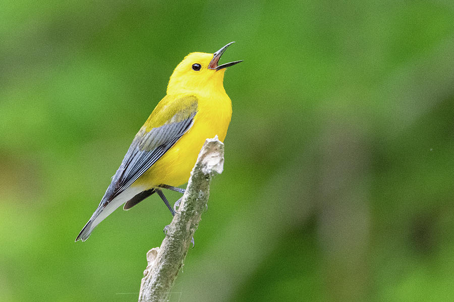 Prothonotary Warbler Photograph by Michael Warren