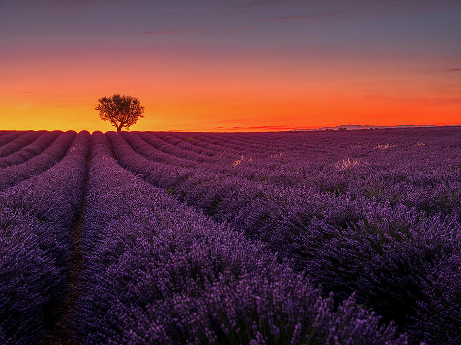 Lavender Fields at Sunset Photograph - Provence Sunset by Serge Ramelli