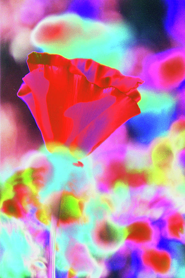 Psychedelic Poppy 2A Photograph by Sally Fuller