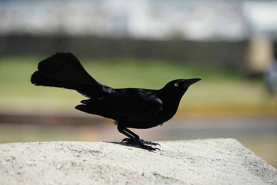Elegant Black Bird in Profile Photograph - Puerto Rican Machambo by Richard Reeve