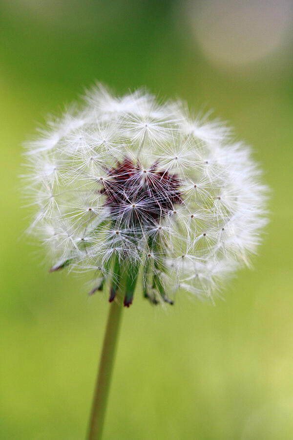 Puff Photograph by Steven David Roberts