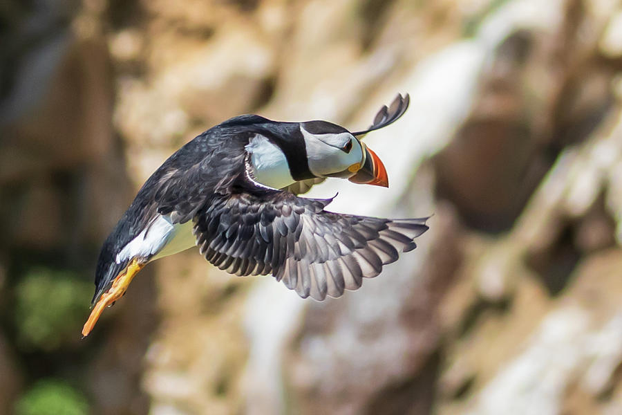 Puffin in flight, Great Saltee Island, Co Wexford, Ireland Photograph by Adrian Hendroff