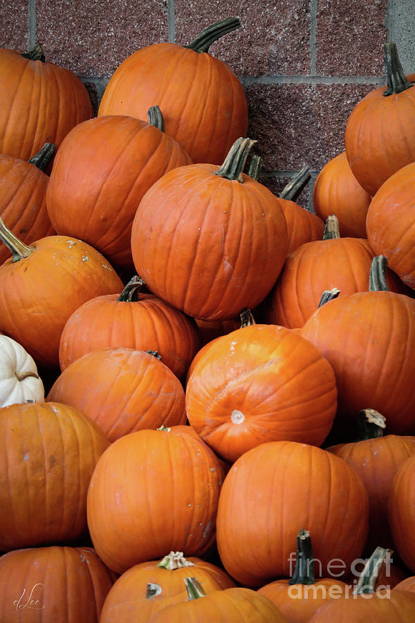Pumpkin Patch Piles Photograph by D Lee