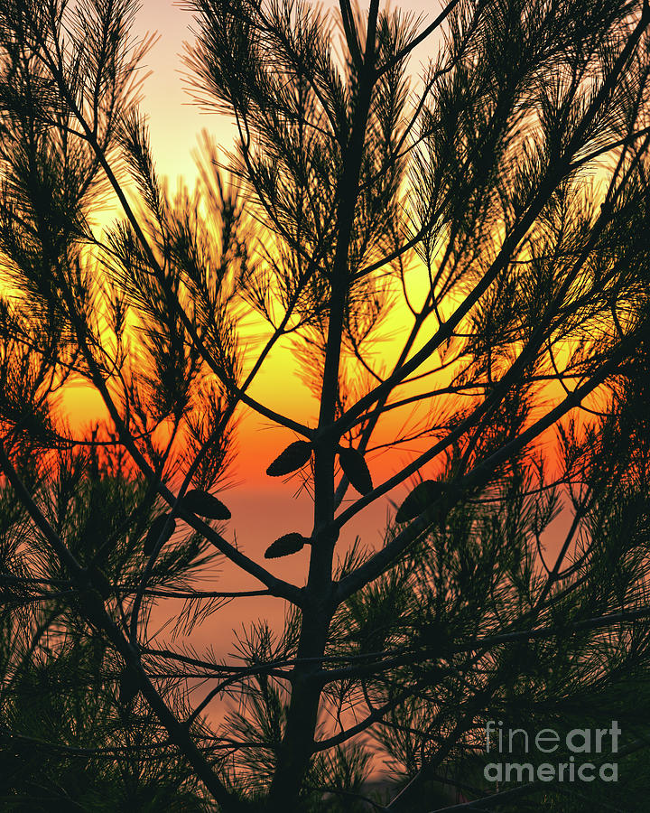 Pumpkin Slice Evening Sunset Sky Photograph by Abigail Diane Photography