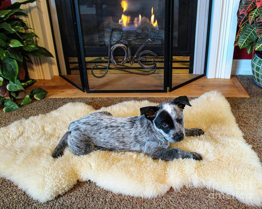 Puppy Love Photograph by Shirley Dutchkowski