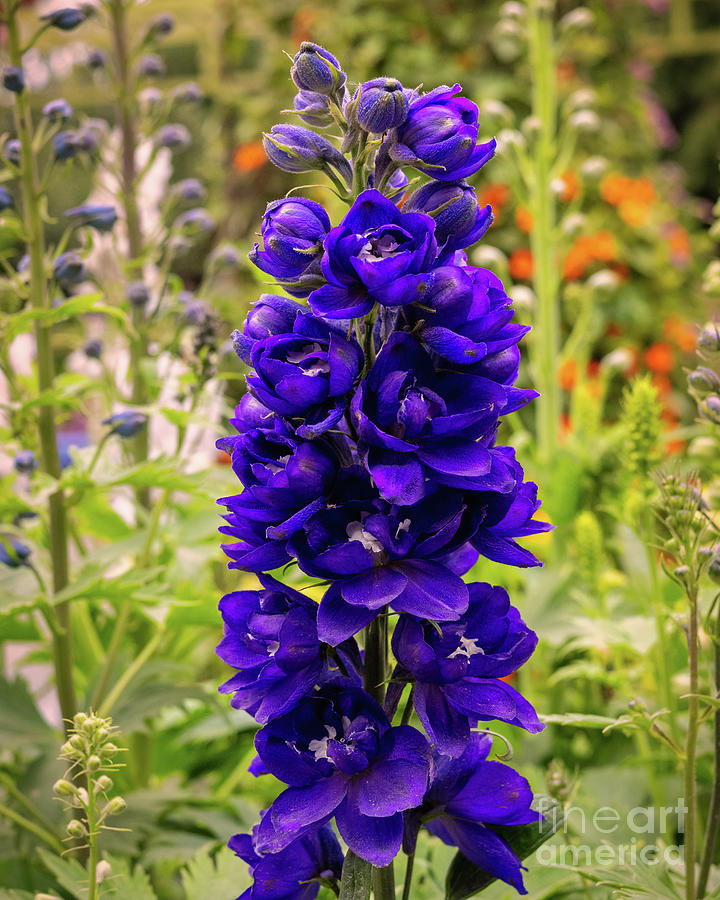 Purple Candle Larkspur Flower Photograph by Abigail Diane Photography