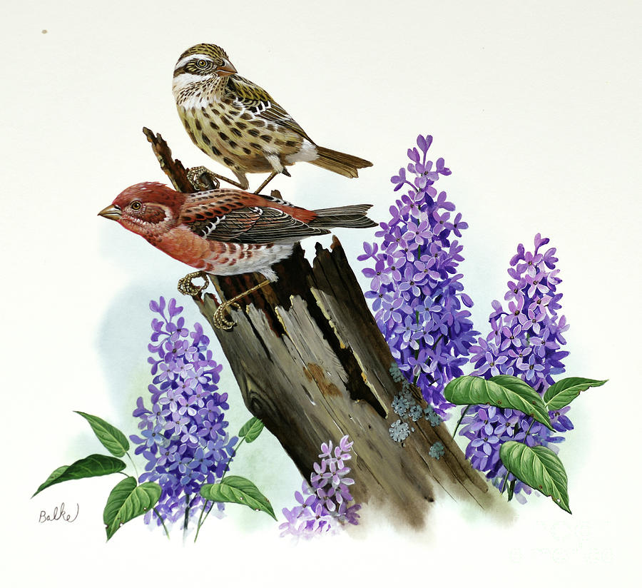 Purple Finch and Lilac Painting by Don Balke