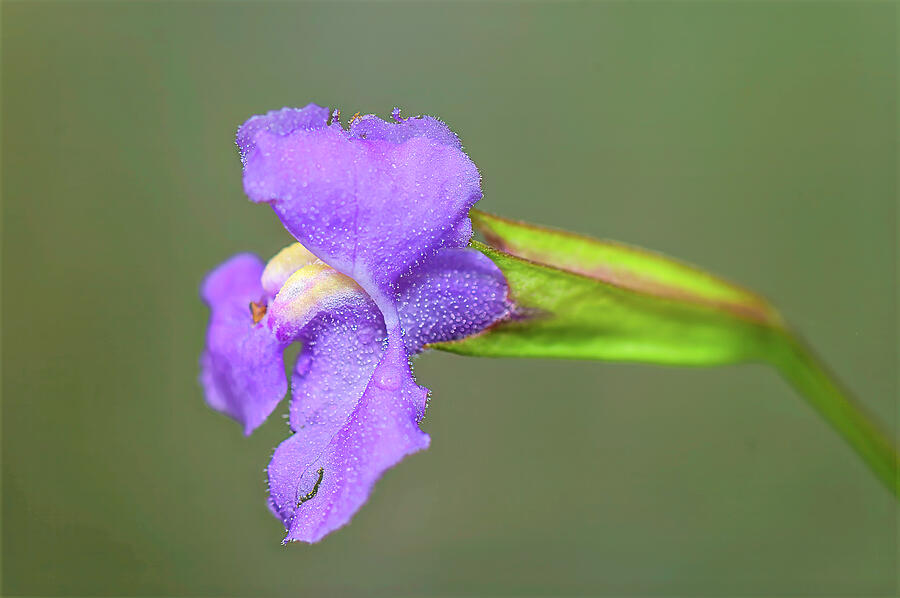 Purple Flower Close-Up Photograph - Purple Flower Close-Up by Michael Collins