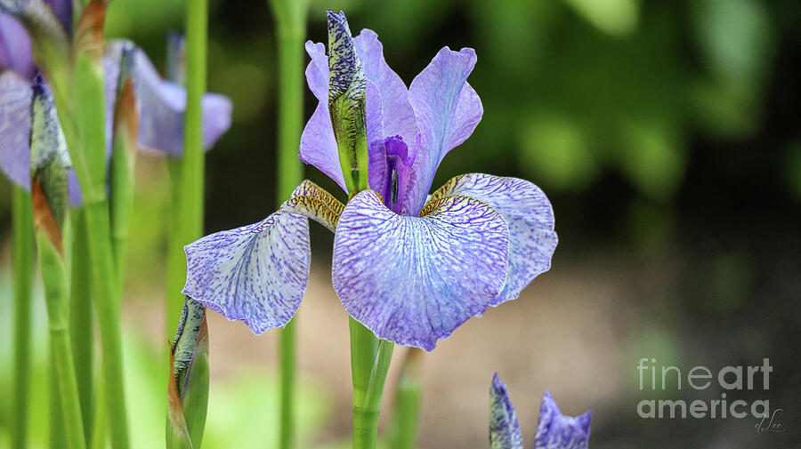Purple Garden Iris Photograph by D Lee