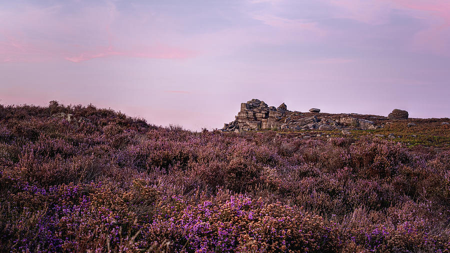 Purple Heather at Surprise View Photograph by Charnwood Photography Fine Art