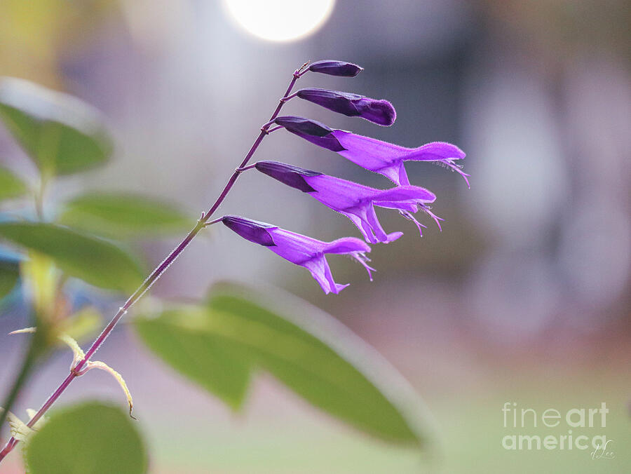 Purple Salvia Flowers Photograph by D Lee