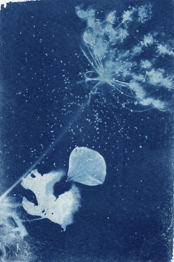 Queen Annes Lace with Geranium Photograph by Elizabeth Reich