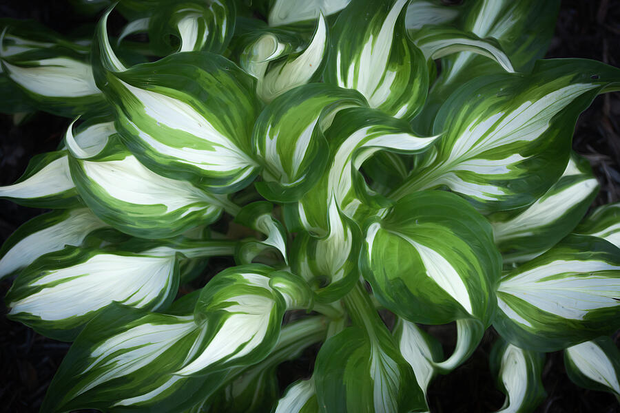 Queen Of The Shade Photograph by Dodie Ross