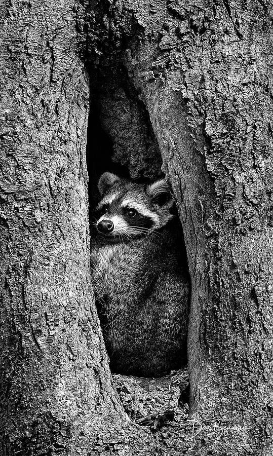 Raccoon in Hollow 7385 Photograph by Dan Beauvais