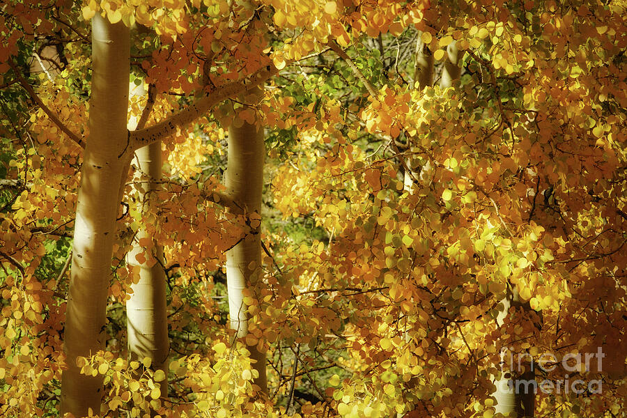 Golden Aspen Trees in Autumn Photograph - Radiance of an Aspen by Dodie Ross