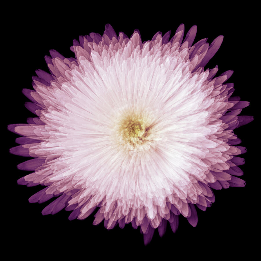 Radiant Chrysanthemum Bloom Photograph - Radiant Chrysanthemum Bloom by Elvira Peretsman