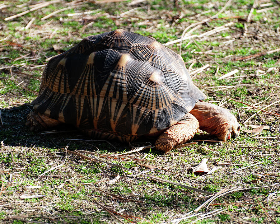 Radiated Tortoise Photograph by Flees Photos