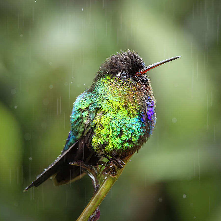 Rainbow Hummer in the Rain - Square Photograph by Patti Deters - Metal ...