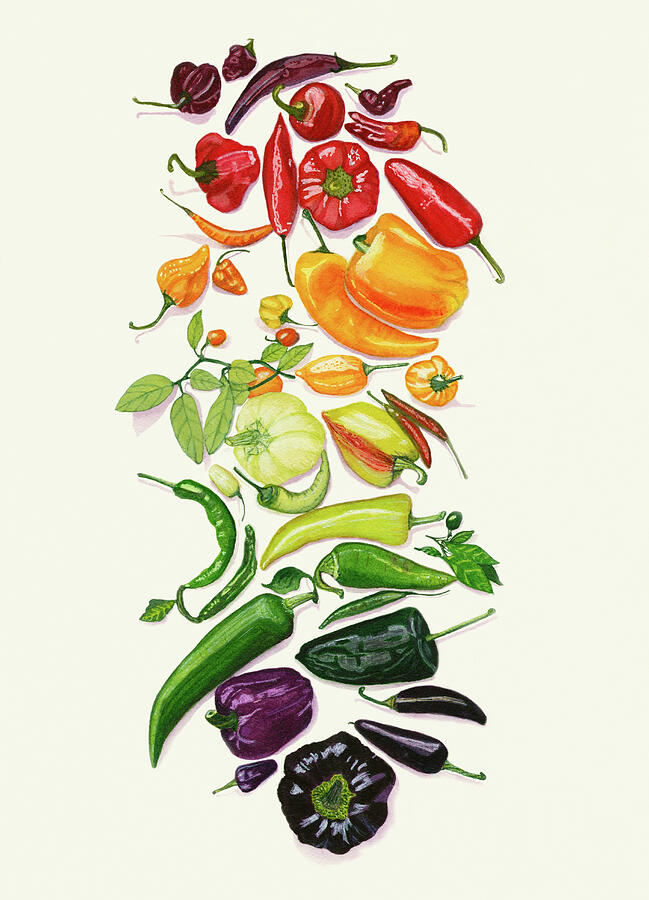 Rainbow Of Peppers Watercolor Art Print by Deborah League
