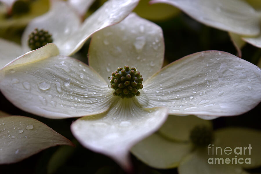 Raindrops on White Kousa Dogwood Photograph by Debra Banks