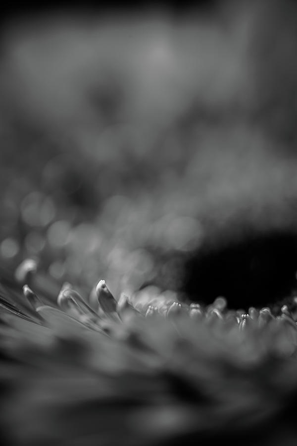 Reaching for growth Photograph by Nova Rae