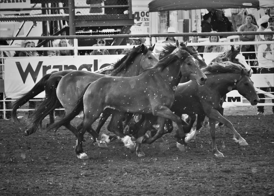Ready to Rumble Photograph by Alden White Ballard