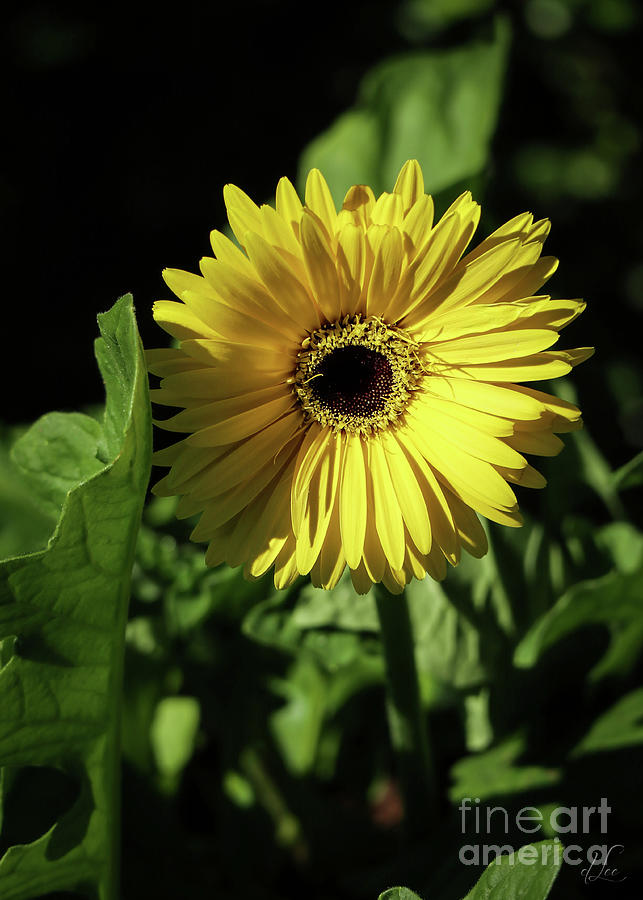 Ready to Shine Photograph by D Lee
