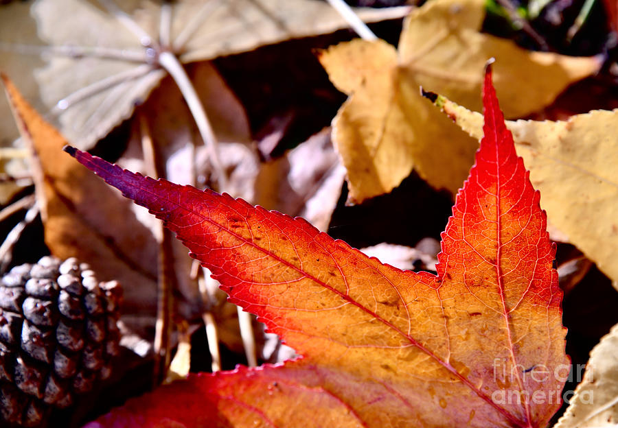 Red Autumn Leaf with Pine Cone Photograph by Debra Banks