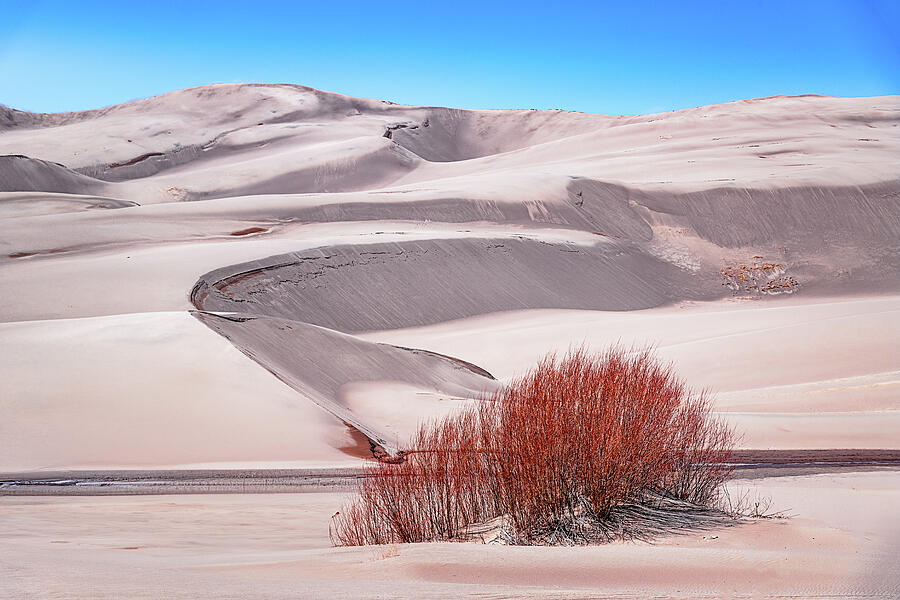 Red Bush in the Dunes Photograph by Jon Snyder
