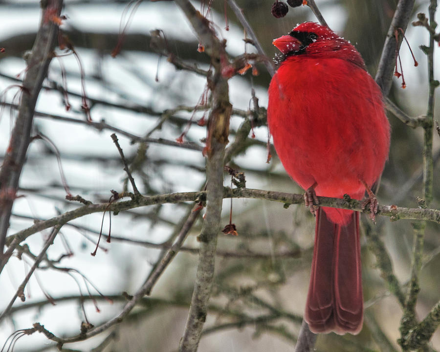 Red Cardinal Photograph by Robert Allen Hill