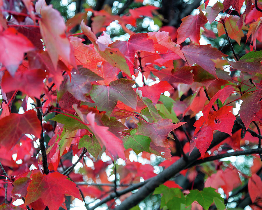 Red Fall Leaves Photograph by Flees Photos