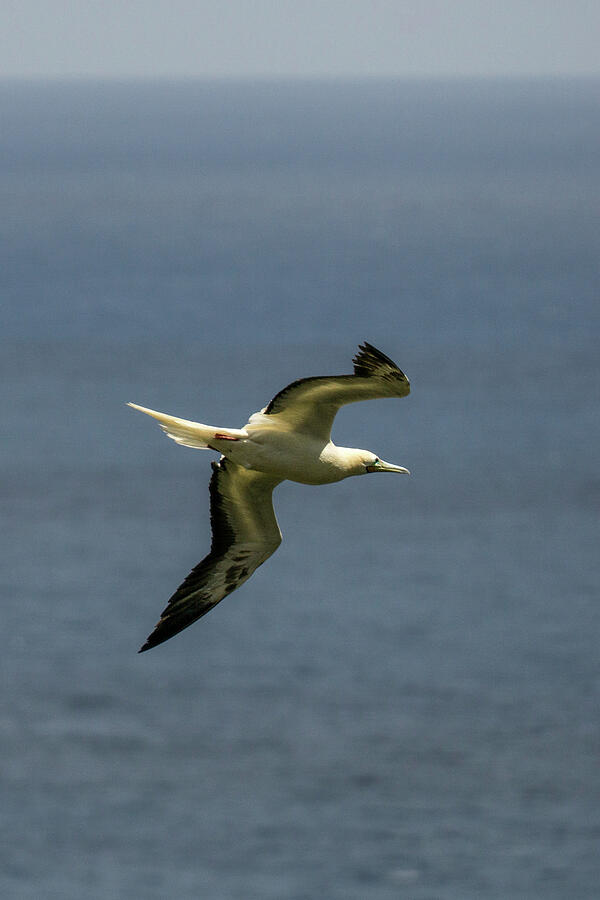 Red-Footed Booby in Flight at Kilauaea Photograph by Nancy Gleason