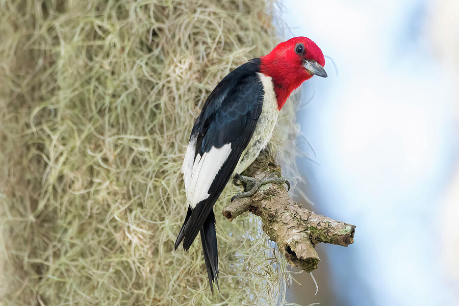 Red-headed Woodpecker Photograph by Michael Warren