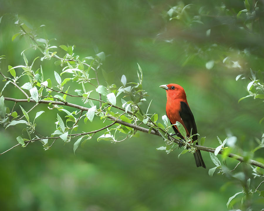 Red Photograph by James Overesch