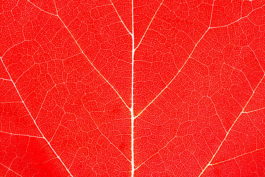 Vibrant Red Leaf Photograph - Brandywine by Chad Thunberg