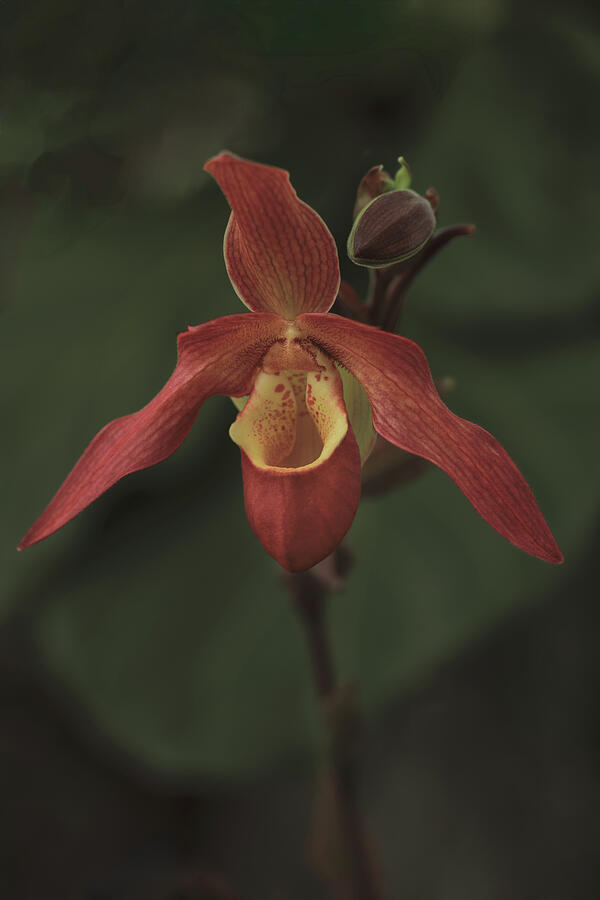 Exotic Orchid Bloom Photograph - Red Orchid on Dark Green Background  Contemporary Botanical Wall Art by Robert Niemeier