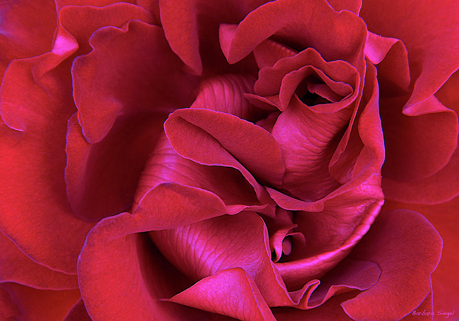 Red Petal Splendor Photograph by Barbara Siegel