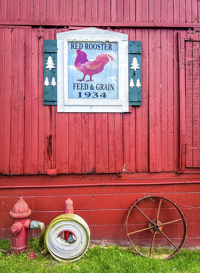 Red Rooster Photograph by Lloyd Gillies