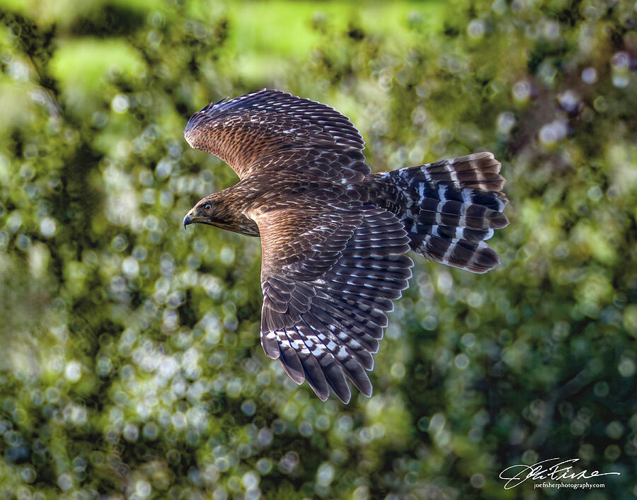 Hawk in Flight Photograph - Red-shouldered Hawk in Flight by Joe Fisher