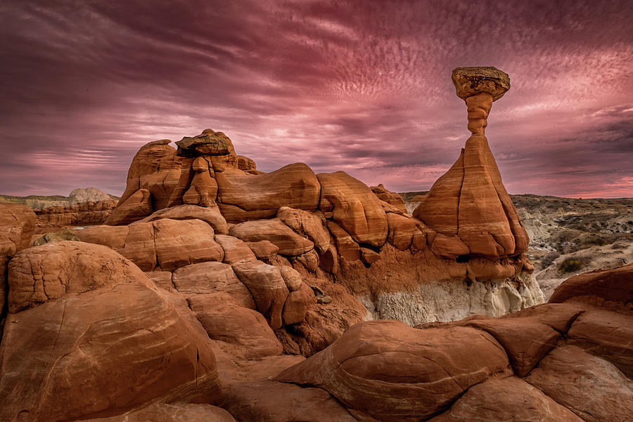 Red Sky at night Toadstools delight Photograph by Matt Halvorson