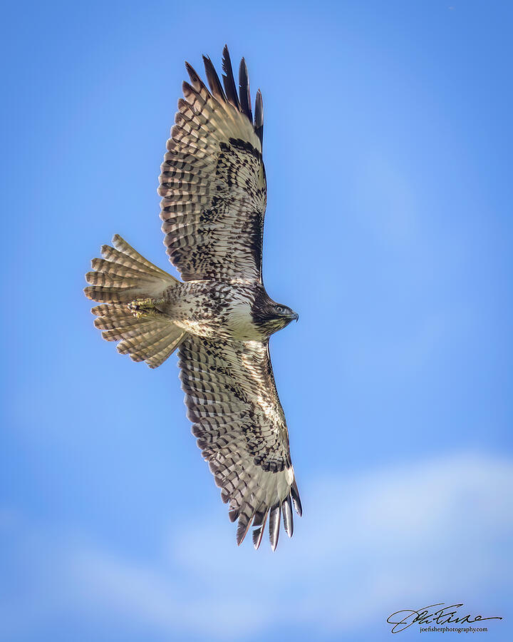 Hawk Soaring in Blue Sky Photograph - Red-tailed Hawk Soaring in Blue Sky by Joe Fisher