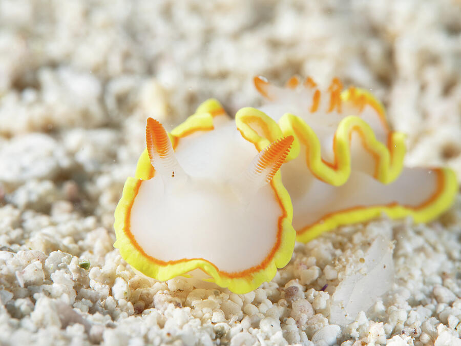 Vibrant Sea Slug on Sandy Ocean Floor Photograph - Red-tipped Sea Goddess by Brian Weber