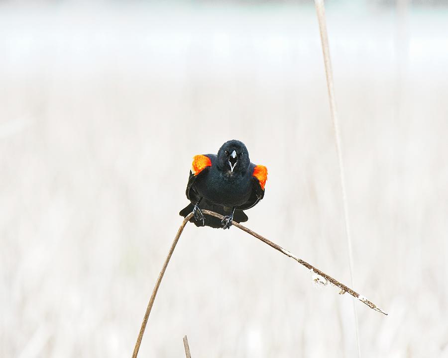 Red-winged blackbird 10, UW Arboretum, Madison, WI Photograph by Steven Ralser