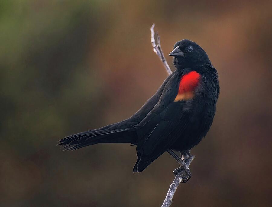 Red Winged Blackbird Photograph by Rebecca Herranen
